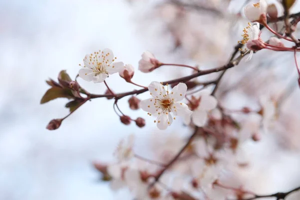 Cherry Blossom Sakura Flower Nature Background — Stock Photo, Image
