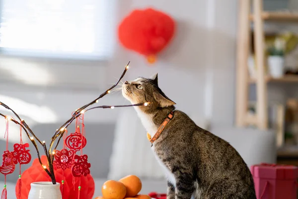 Cat prepare Chinese New Year Celebrations at home. cute domestic shorthair cat putting traditional pendant to the Chinese Lunar New Year for good luck. Chinese word means blessing.