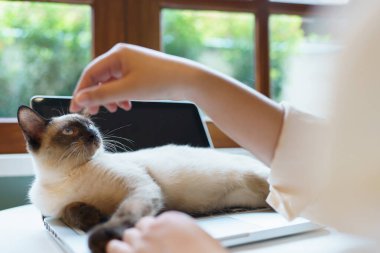 Evde kedisiyle çalışan bir kadın. Kedi klavyede uyuyor. Laptop 'ta çalışan yardımcı kedi.