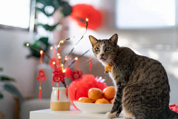 Cat prepare Chinese New Year Celebrations at home. cute domestic shorthair cat putting traditional pendant to the Chinese Lunar New Year for good luck. Chinese word means blessing.