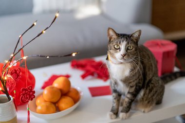 Cat prepare Chinese New Year Celebrations at home. cute domestic shorthair cat putting traditional pendant to the Chinese Lunar New Year for good luck. Chinese word means blessing.