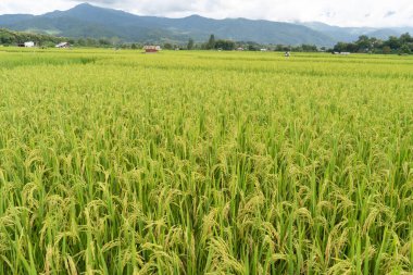 Yeşil Teraslı Pirinç Tarlası. pirinç tarlada yetişiyor..
