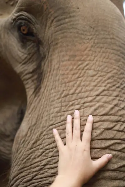 Ανθρώπινο Χέρι Αγγίζει Ασιατικό Ελέφαντα — Φωτογραφία Αρχείου