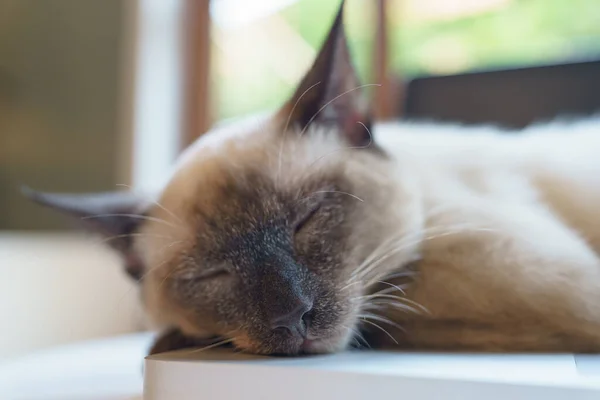 Pisica Albă Adormită Visul Perfect — Fotografie, imagine de stoc