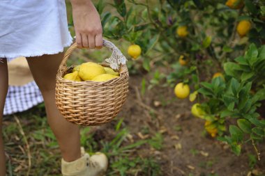 Taze sarı olgun limonlar ağaçta yetişen limonlar, limon dolu sepet çiftlikte.