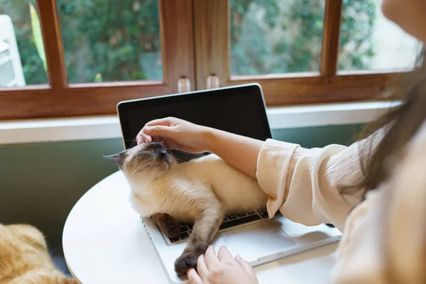 猫と一緒に家で働いてる女性 猫はノートパソコンのキーボードで寝てた ノートパソコンで働くアシスタント猫 — ストック写真
