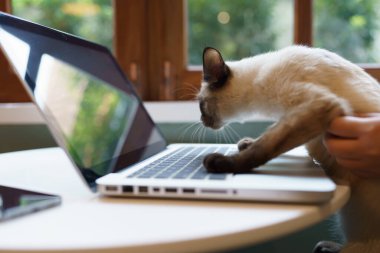 Hayvanlar insan gibi davranıyor. Kedi, siyam kedisiyle dizüstü bilgisayarda çalışıyor. 