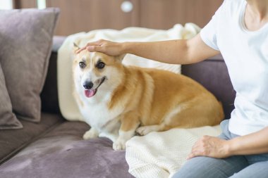 Evde köpeğiyle oynayan bir kadın. Oturma odasındaki kanepede güzel Corgi.