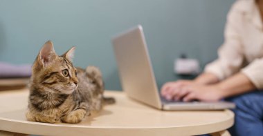 Evde kedisiyle çalışan bir kadın. Kedi klavyede uyuyor. Laptop 'ta çalışan yardımcı kedi.