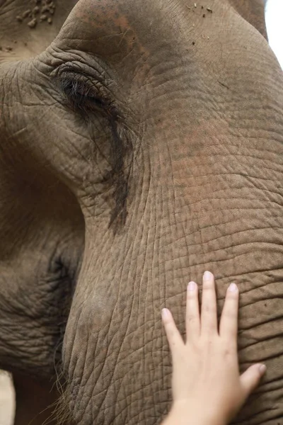 Рука Людини Торкається Азіатського Слона — стокове фото