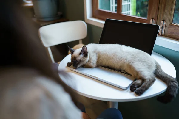 Γυναίκα Που Δουλεύει Από Σπίτι Γάτα Γάτα Κοιμάται Στο Πληκτρολόγιο — Φωτογραφία Αρχείου