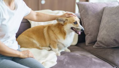 Evde köpeğiyle oynayan bir kadın. Oturma odasındaki kanepede güzel Corgi.