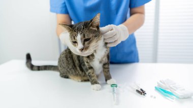 Veteriner cerrahı. Veteriner kliniğinin muayene masasındaki kedi. Veteriner bakımı. Veteriner doktor ve kedi..