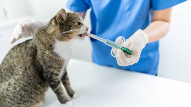 Veteriner cerrahı. Veteriner kliniğinin muayene masasındaki kedi. Veteriner bakımı. Veteriner doktor ve kedi..