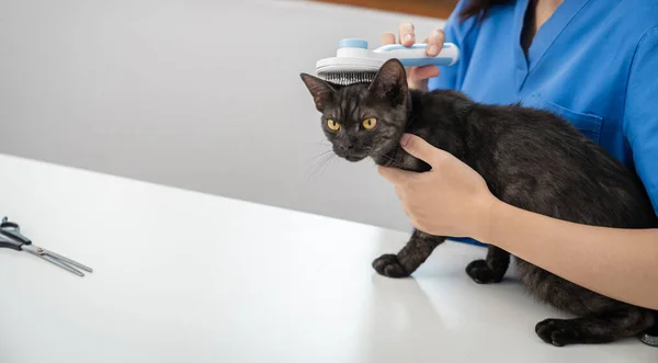 stock image Vet surgeon. Cat on examination table of veterinarian clinic. Veterinary care. Vet doctor and cat.