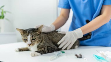 Veteriner cerrahı. Veteriner kliniğinin muayene masasındaki kedi. Veteriner bakımı. Veteriner doktor ve kedi..