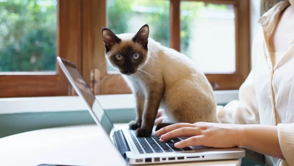 Zvířata Chovají Jako Lidé Kočka Pracující Laptopu Siamskou Kočkou Stock Fotografie