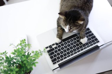 Laptop 'ta çalışan bir kedi. Kedi klavyede uyuyor. Ofisteki assintant kedi teknoloji konsepti üzerinde çalışıyor.