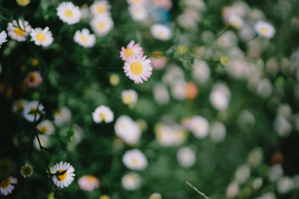 stock image Wild chamomile. Margaret Pure Blossom White Daisy flowers. Selective focus