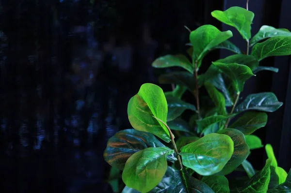 Зелене Повітря Фільтрує Рослини Вдома Концепція Чистоти Повітря Кімнатні Рослини — стокове фото