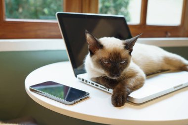 Kedi dizüstü bilgisayarda kediyle çalışıyor. Klavyede uyuyan kedi Laptop 'ta çalışan yardımcı kedi.