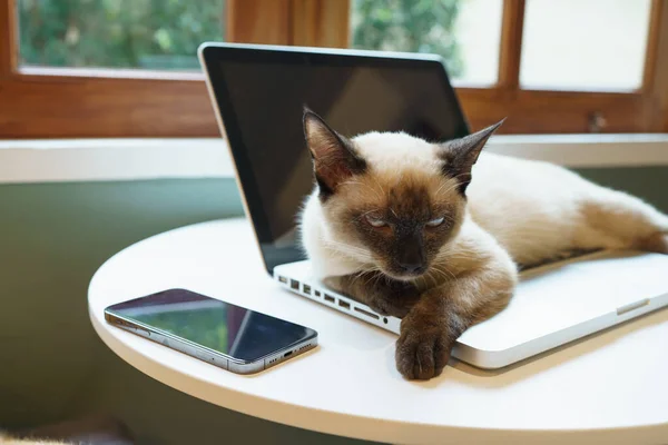 Stock image Cat on laptop working from home with cat. cat asleep on laptop keyboard assistant cat working at Laptop