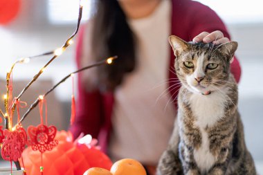 Cat prepare Chinese New Year Celebrations at home. cute domestic shorthair cat putting traditional pendant to the Chinese Lunar New Year for good luck. Chinese word means blessing.