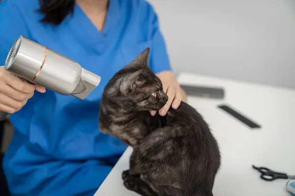 Care for cat. Cat grooming in pet beauty salon vet groomer dries for the cat