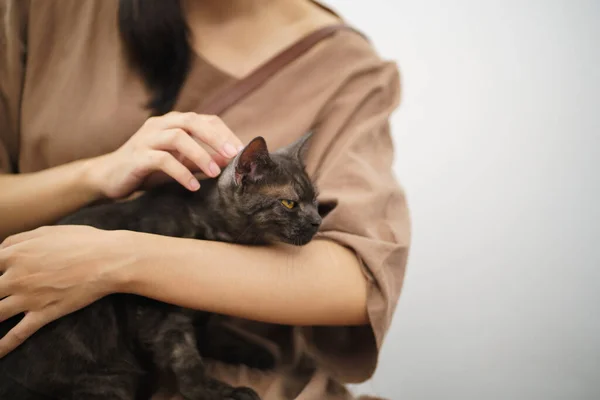 Cat Lover Female Hand Petting Her Lovely Cat Comfortable Stay — Fotografia de Stock