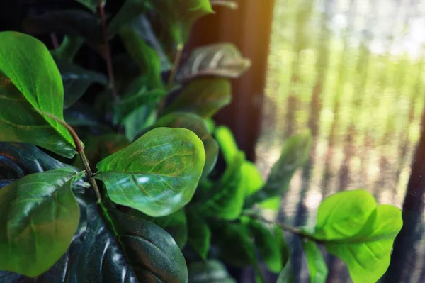 国内的绿色空气过滤厂 空气纯度概念室内植物 过滤空气中的污染物 — 图库照片