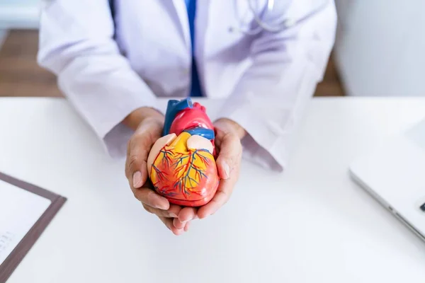 stock image Doctor with anatomical model of human heart Cardiologist supports the heart. heart diagnose medical checkup cardiologist in examination room.