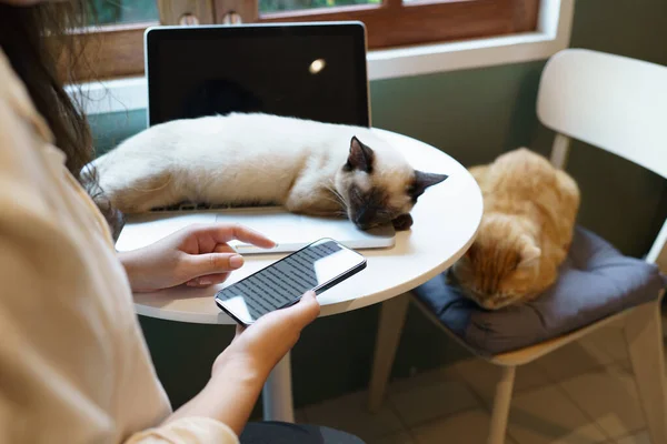 Egy Aki Otthonról Telefonál Macskával Macska Alszik Laptop Billentyűzetén Asszisztens — Stock Fotó