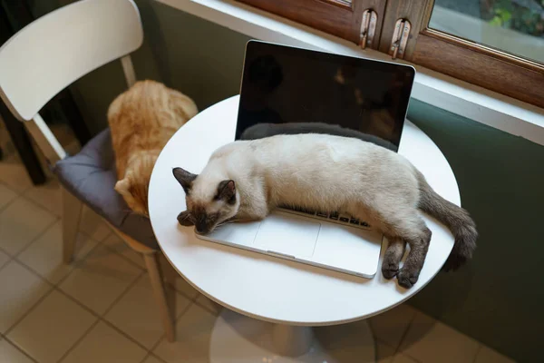猫在笔记本电脑上工作从家里与猫 在笔记本电脑键盘上睡着的猫在笔记本电脑上工作 — 图库照片