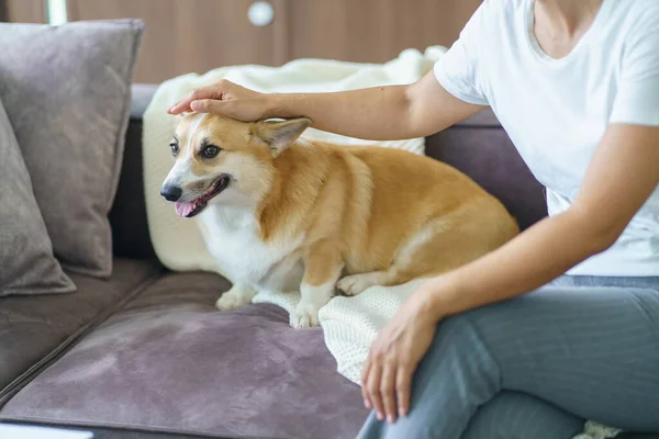 Frau Spielt Mit Ihrem Hund Hause Auf Sofa Wohnzimmer Stockfoto