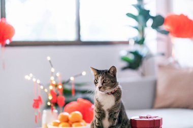 Cat prepare Chinese New Year Celebrations at home. cute domestic shorthair cat putting traditional pendant to the Chinese Lunar New Year for good luck. Chinese word means blessing.