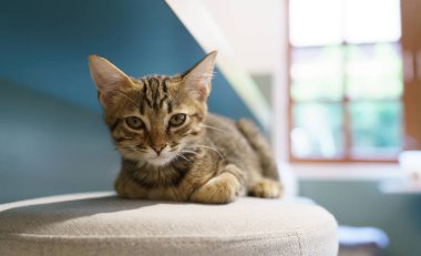 Evdeki küçük kahverengi tekir kedi yavrusu sevimli hayvanlar