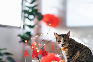 Cat prepare Chinese New Year Celebrations at home. cute domestic shorthair cat putting traditional pendant to the Chinese Lunar New Year for good luck. Chinese word means blessing.