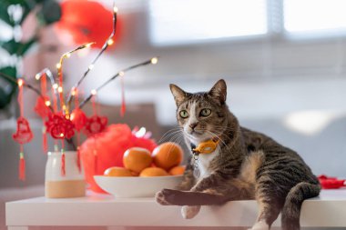 Cat prepare Chinese New Year Celebrations at home. cute domestic shorthair cat putting traditional pendant to the Chinese Lunar New Year for good luck. Chinese word means blessing.