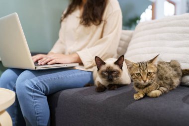 Evde kedisiyle çalışan bir kadın. Kedi klavyede uyuyor. Laptop 'ta çalışan yardımcı kedi.