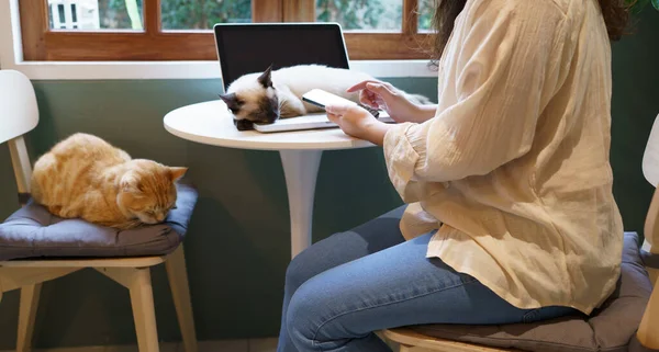 Egy Aki Otthonról Telefonál Macskával Macska Alszik Laptop Billentyűzetén Asszisztens — Stock Fotó