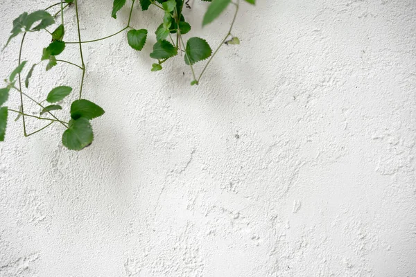 Cemento Bianco Testurizzato Muro Cemento Pietra Fondo Sulle Piante Bianco — Foto Stock