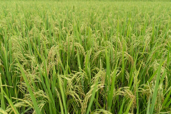 Green Terraced Rice Field Arroz Está Crescendo Fundo Campo — Fotografia de Stock