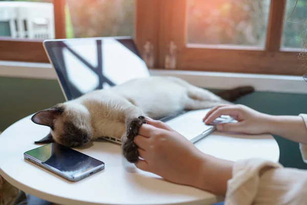 Egy Aki Otthon Dolgozik Macskával Macska Alszik Laptop Billentyűzetén Asszisztens — Stock Fotó