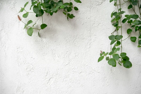 植物上的白色水泥结构墙体 混凝土背景 白色纹理墙背景 — 图库照片