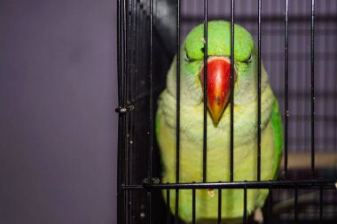Kafesteki Hintli Yeşil Pahadi Tota 'nın yakın çekimi. Pahadi Popat kafeste tek başına..