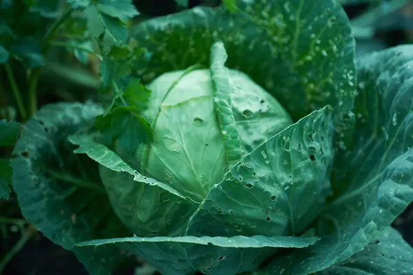 stock image A biennial plant of the genus Cabbage of the Cabbage family, Cruciferous, an agricultural crop with copy space. Gardening, natural vegetables. High quality photo