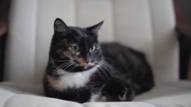 Büyük açık gözlü siyah evcil bir kedi odadaki beyaz bir sandalyede uzanıyor ve dudaklarını yalıyor. Güzel, tembel bir kedi, deri bir sandalyede dinleniyor. Yüksek kaliteli FullHD görüntüler