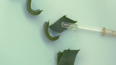 Kozmetik bir pipetin üst görüntüsü, yakın plan aloe suyu ve dört parça aloe. Şeffaf cam pipetin makro fotoğrafı. Güzellik konsepti, aromaterapi yağı, ilaç. Yüksek kalite 4k görüntü