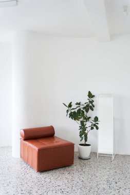 Ficus esnek, hafif arka planda kauçuk taşıyıcıdır. İç mekanda bir ayna ve kopyalamak için yeri olan deri koltuklu bitkiler. Yüksek kalite fotoğraf