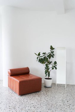 İçi elastik incirle kaplı. Işık duvarında bir incir ve ayna var. Kopyalayacak yeri olan kahverengi bir kanepe. Modern kapalı alan bitkileri. Yüksek kalite fotoğraf